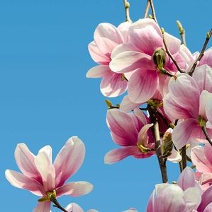 Meet your Posher, Athai